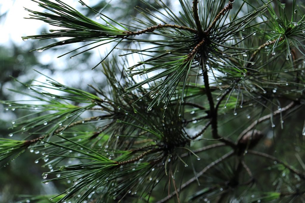 pine, tree, pinetree